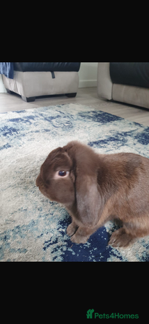 Mini Lop rabbits - Advert 1