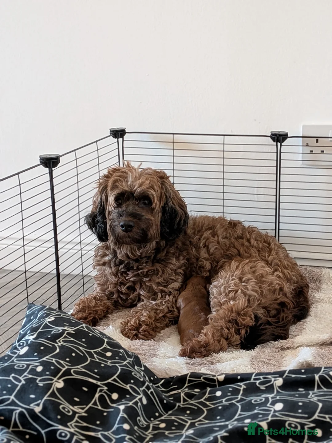Cockapoo dogs for sale: Cockapoo Red Female  in Lochgelly - Advert 15