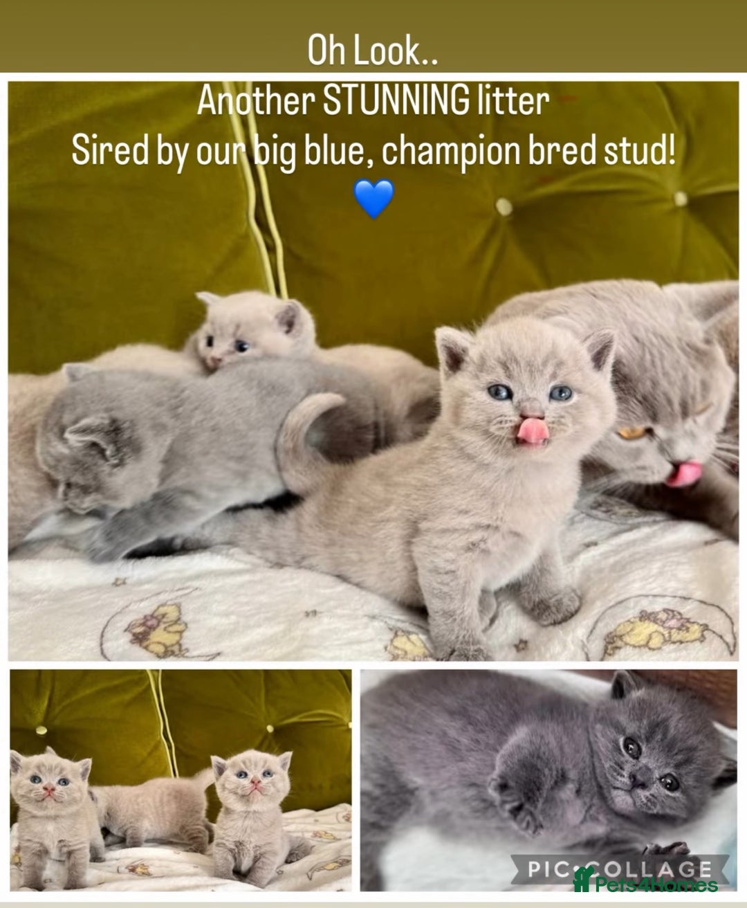 British Shorthair cats for stud: ⭐️ Two Imported Powerhouse Studs ⭐️ in London - Advert 13