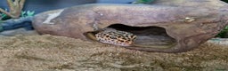 Leopard Gecko reptiles for sale: Leopard ghekos  - Advert 3