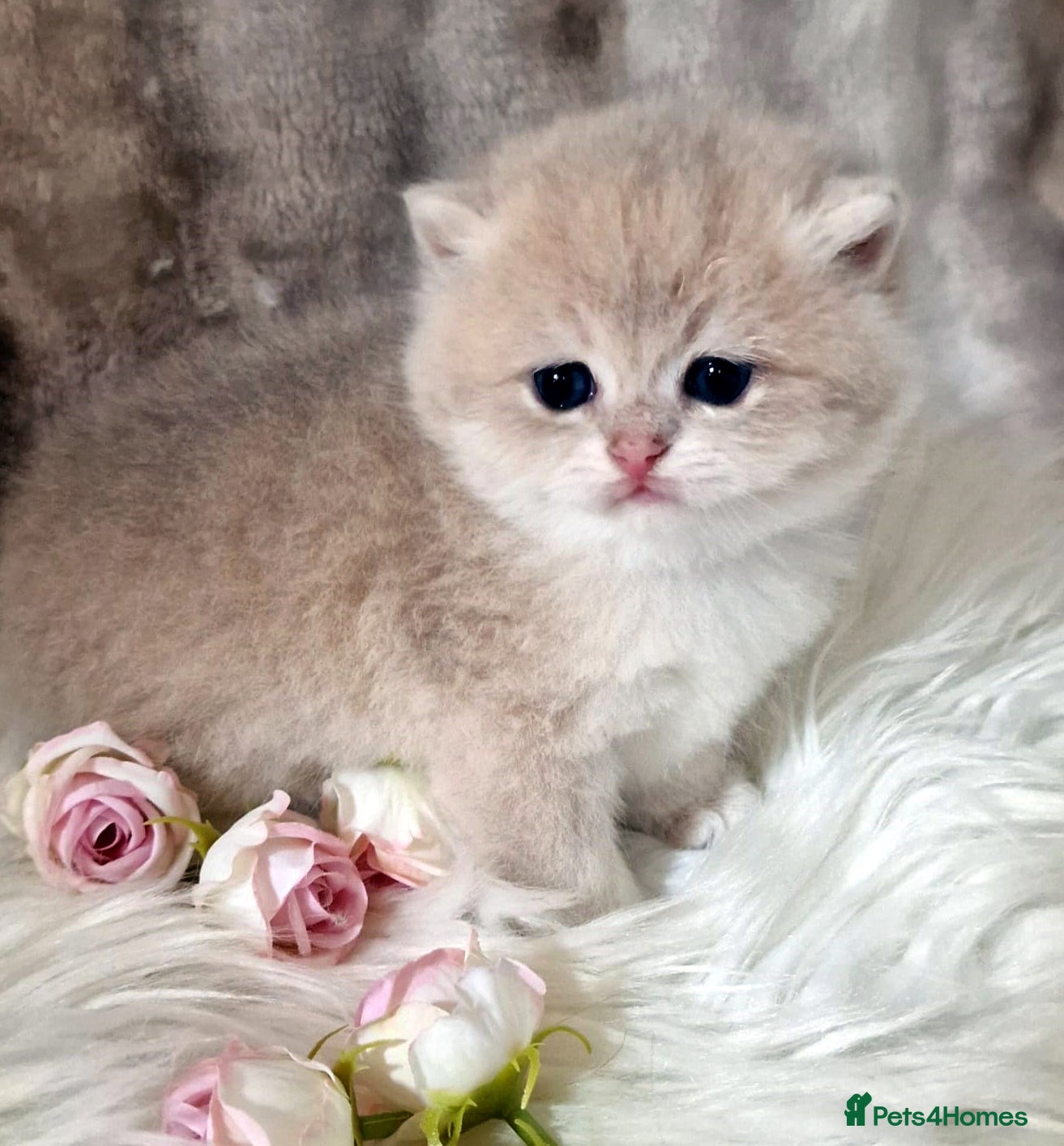 British Shorthair cats 🧡 GOLDEN & GOLDEN BLUE BSH KITTENS 🧡  - Advert 1