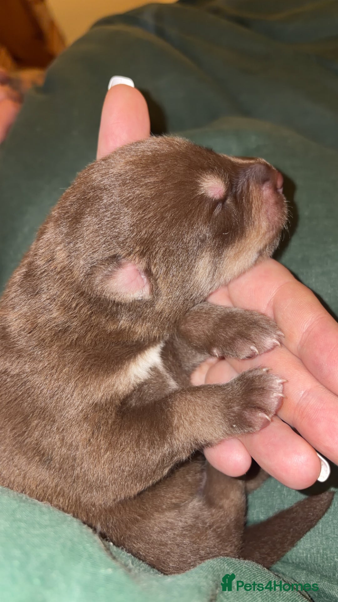 Shepsky dogs for sale: Northern innuit puppies - Advert 15