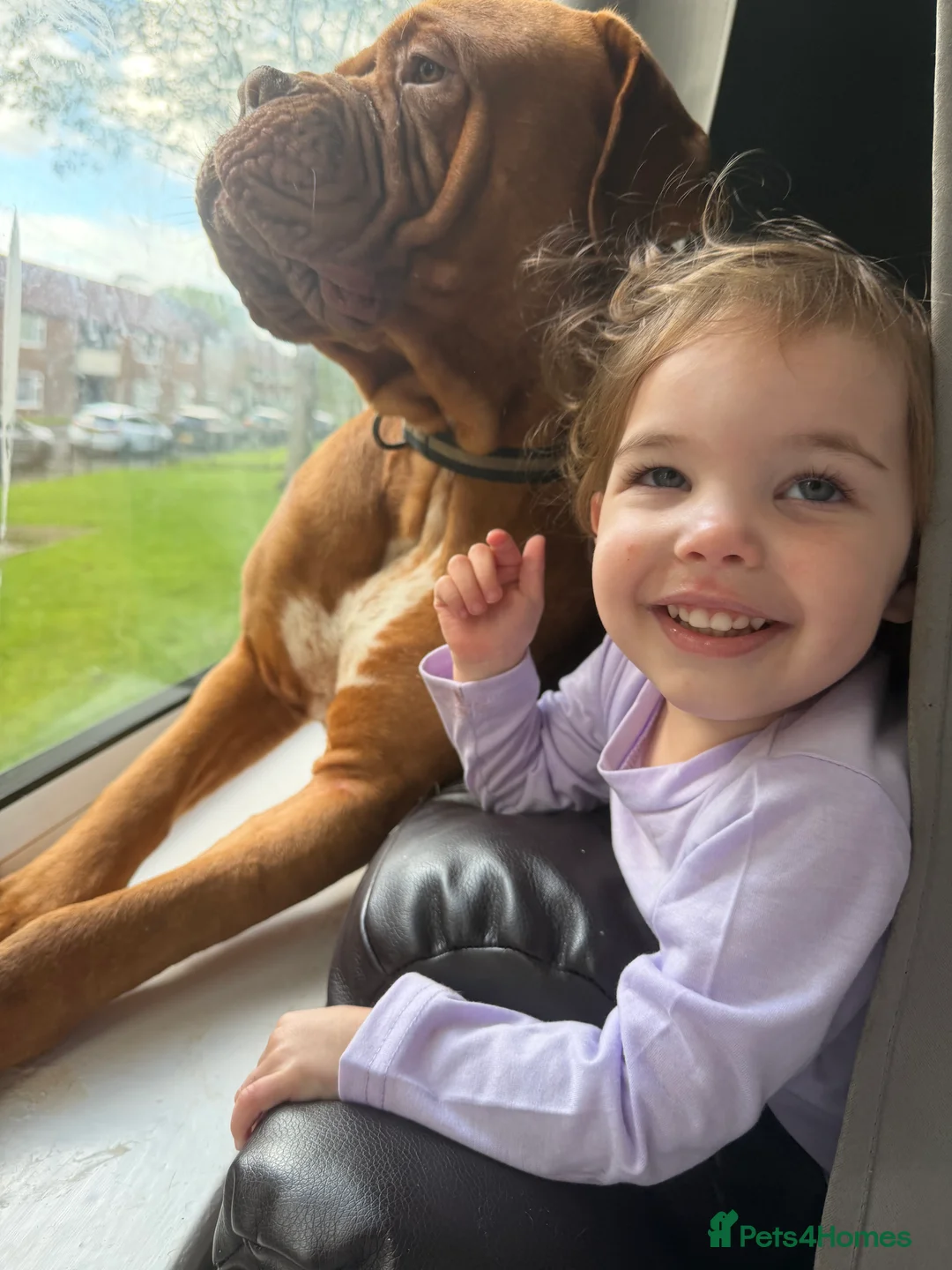 Dogue De Bordeaux dogs for sale: Hoochy poochy  - Advert 8