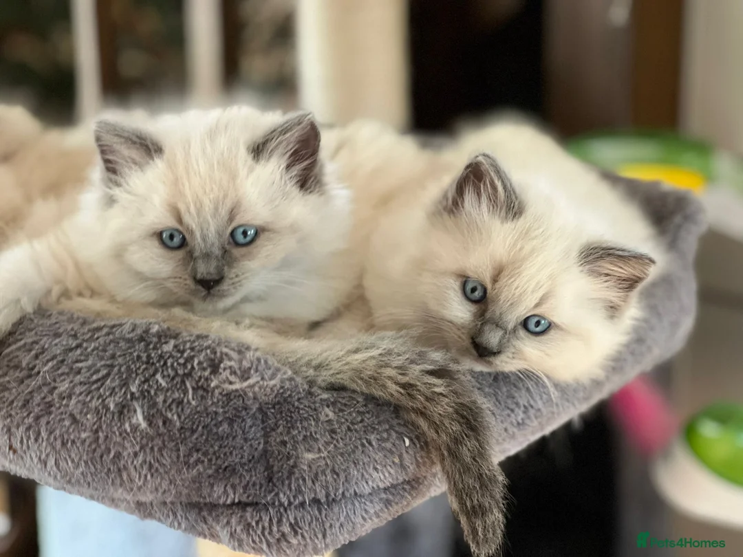 Ragdoll cats for sale: Ragdoll Kittens - Advert 9
