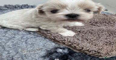 Shih Tzu dogs - Advert 5