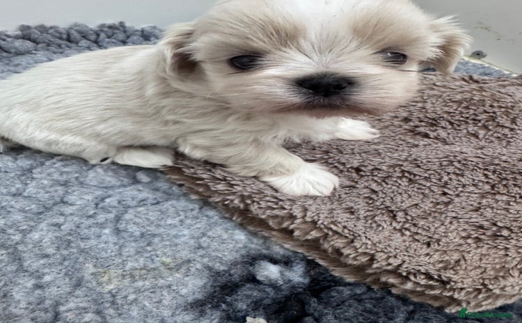 Shih Tzu dogs - Advert 14