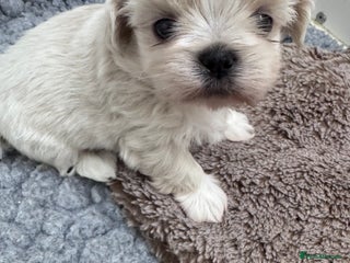 Shih Tzu dogs - Advert 4