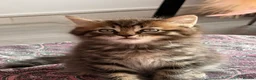 British Shorthair cats for sale: Adorable BSH BLH kittens ready to go. - Advert 5