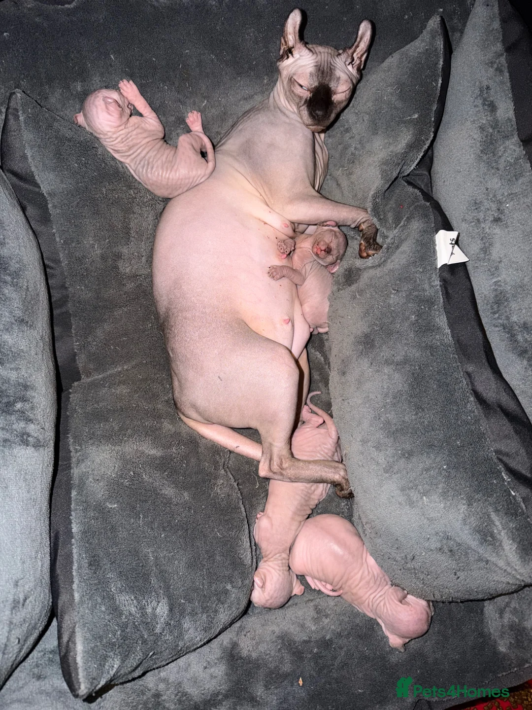 Sphynx cats for sale: ✨ Stunning 3 Elf Sphynx Kittens and one streight  - Advert 2