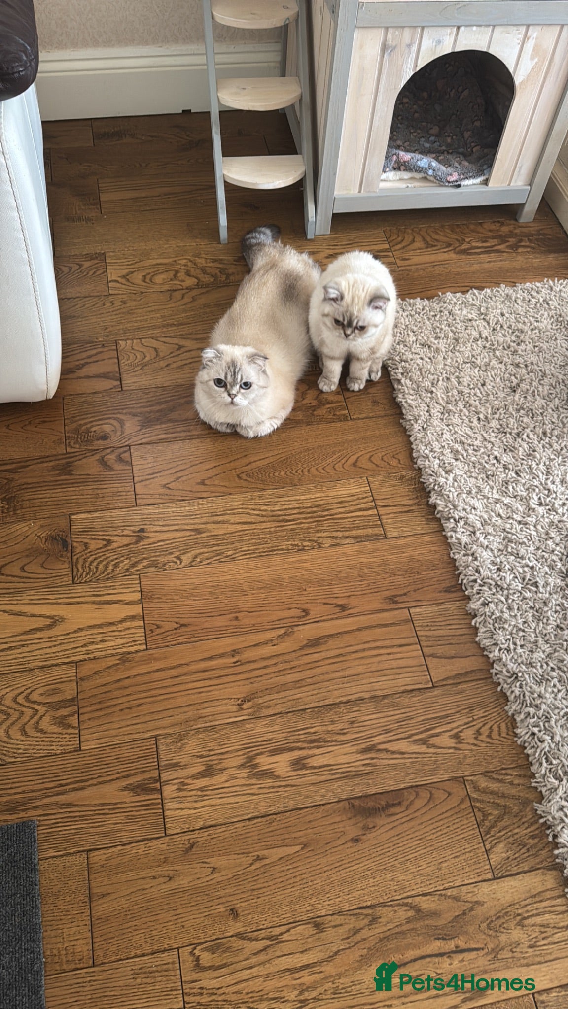 Mixed Breed cats Female millie - Advert 2