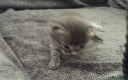 Bengal cats for sale: Russian Blue Bengal Kittens - Image 3