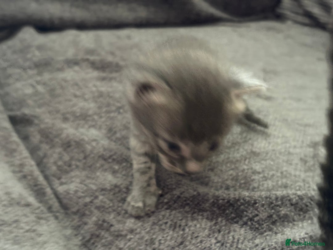 Bengal cats for sale: Russian Blue Bengal Kittens - Image 3