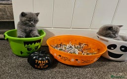 British Shorthair cats for sale: British Blues 🐻💙 - Image 17
