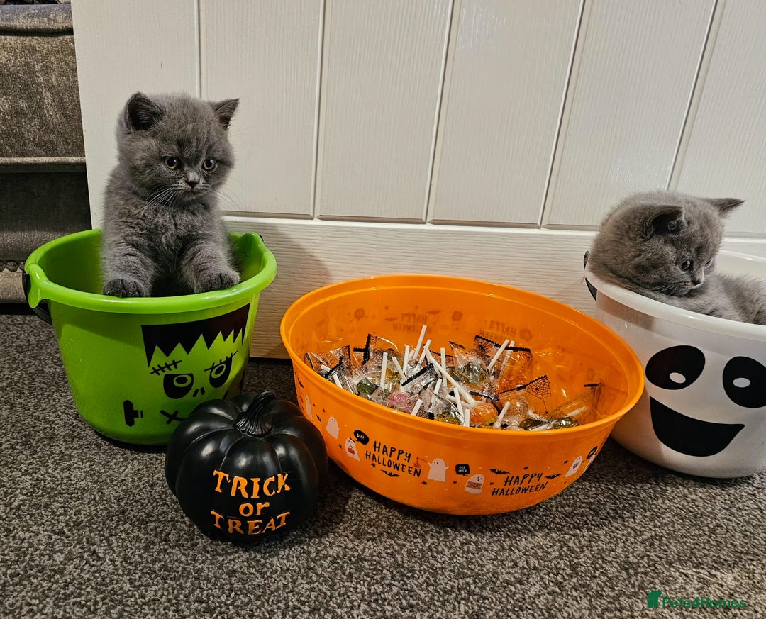British Shorthair cats for sale: British Blues 🐻💙 - Image 17