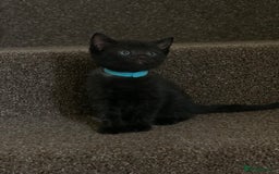 Russian Blue cats for sale: Beautiful Russian Blue x kittens READY NOW - Image 14
