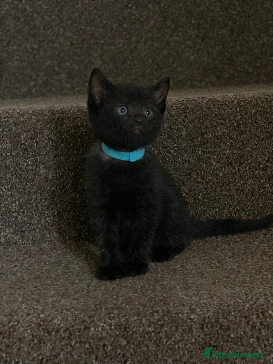 Russian Blue cats for sale: Beautiful Russian Blue x kittens READY NOW - Image 14