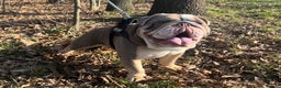 English Bulldog dogs for stud: Dog for stud in Dagenham - Advert 6
