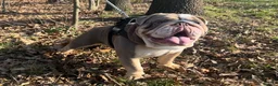 English Bulldog dogs for stud: Dog for stud in Dagenham - Advert 6