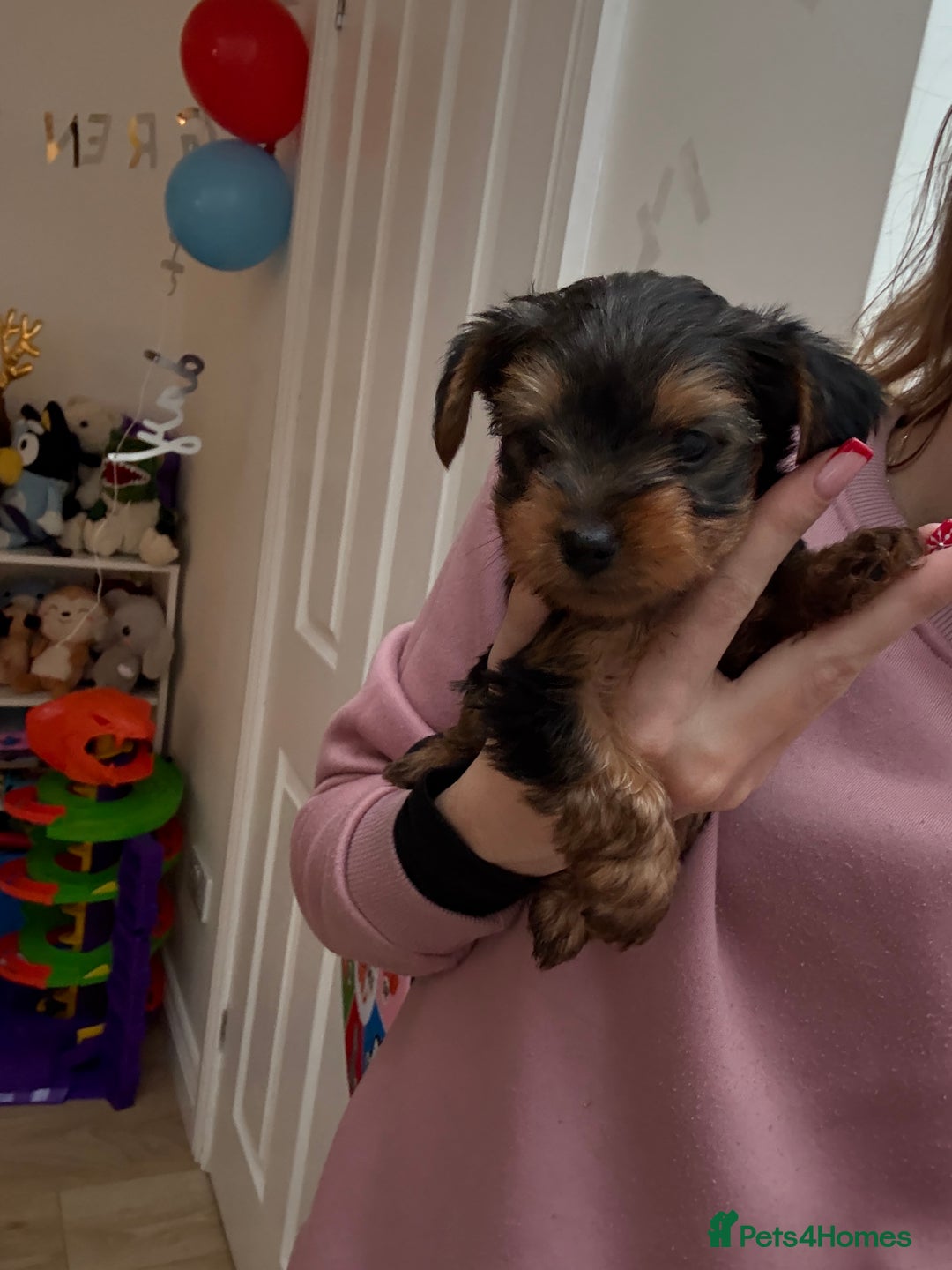 Yorkshire Terrier dogs for sale: Yorkshire puppy - Advert 7