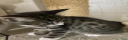Mixed Breed cats for sale: Mixed breed bengal kitten for sale  - Advert 14