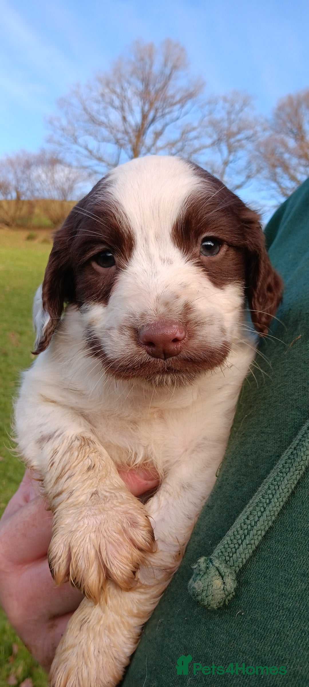 English Springer Spaniel dogs for sale: Springer spaniel puppies mother and father are kc  - Advert 1