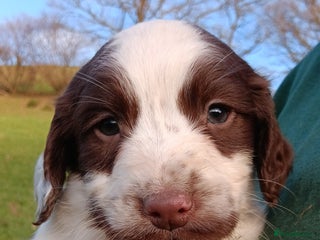 English Springer Spaniel dogs Springer spaniel puppies mother and father are kc - Advert 15