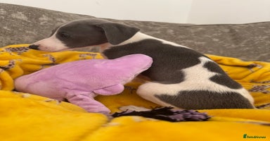 Whippet dogs - Advert 8