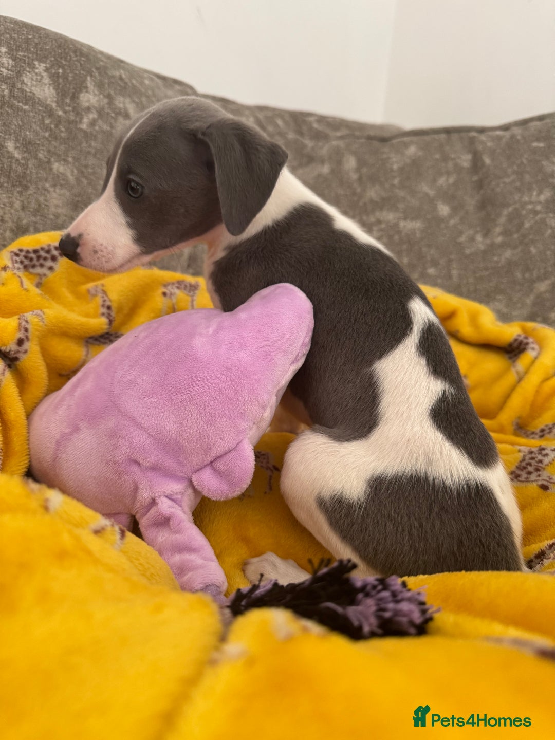 Whippet dogs for sale: Beautiful whippet puppies ready soon - Image 3