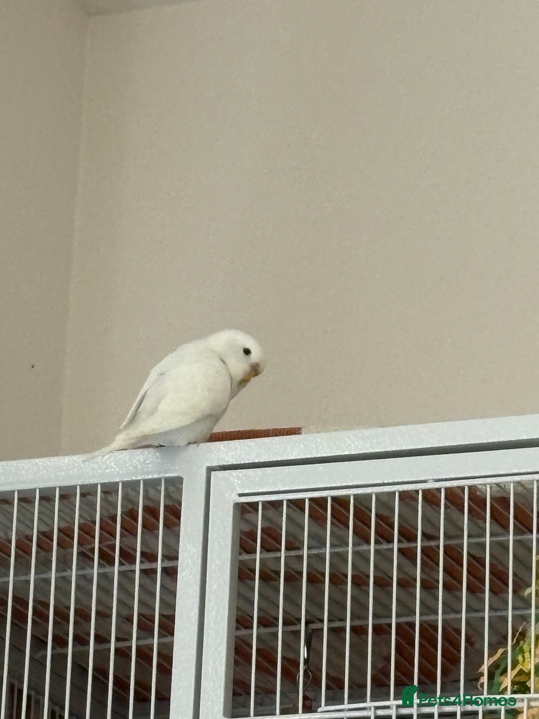 Budgerigars birds for sale: 2 Budgies  - Image 2