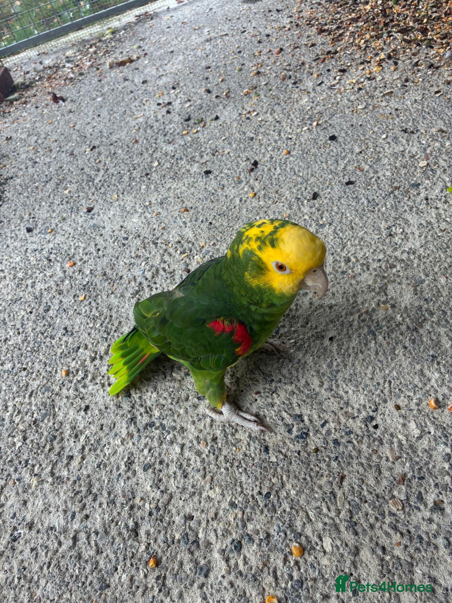 Parrots birds Bonded pair of Double Yellow Headed Amazons - Advert 2