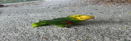 Parrots birds for sale: Bonded pair of Double Yellow Headed Amazons in South Molton - Advert 2