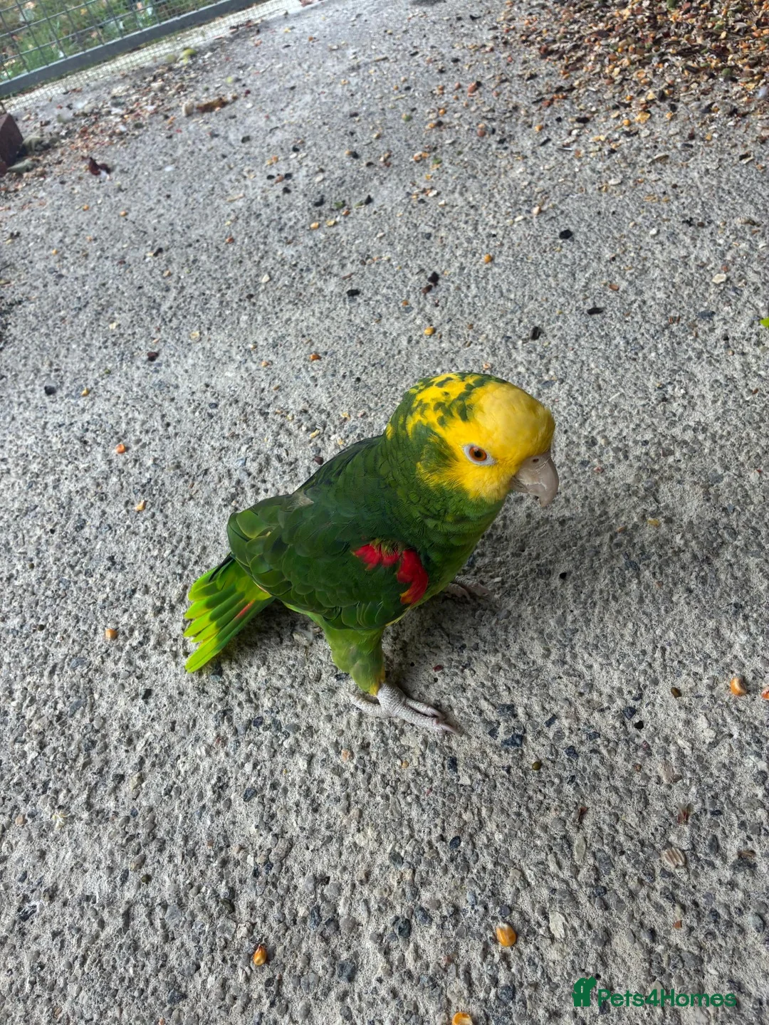 Parrots birds for sale: Bonded pair of Double Yellow Headed Amazons in South Molton - Advert 2
