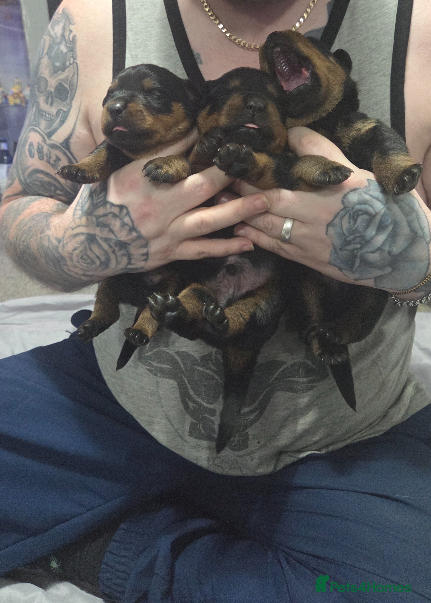 Rottweiler dogs Beautiful  rottweiler puppies ONE MALE LEFT - Advert 8