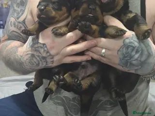 Rottweiler dogs Beautiful rottweiler puppies ONE MALE LEFT - Advert 8