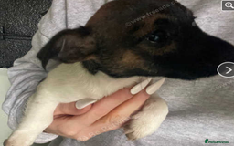 Jack Russell dogs for sale: Perfect jack russell pups - Image 1