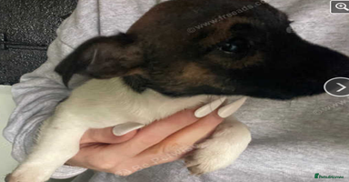 Jack Russell dogs - Advert 3