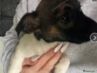 Jack Russell dogs - Advert 9