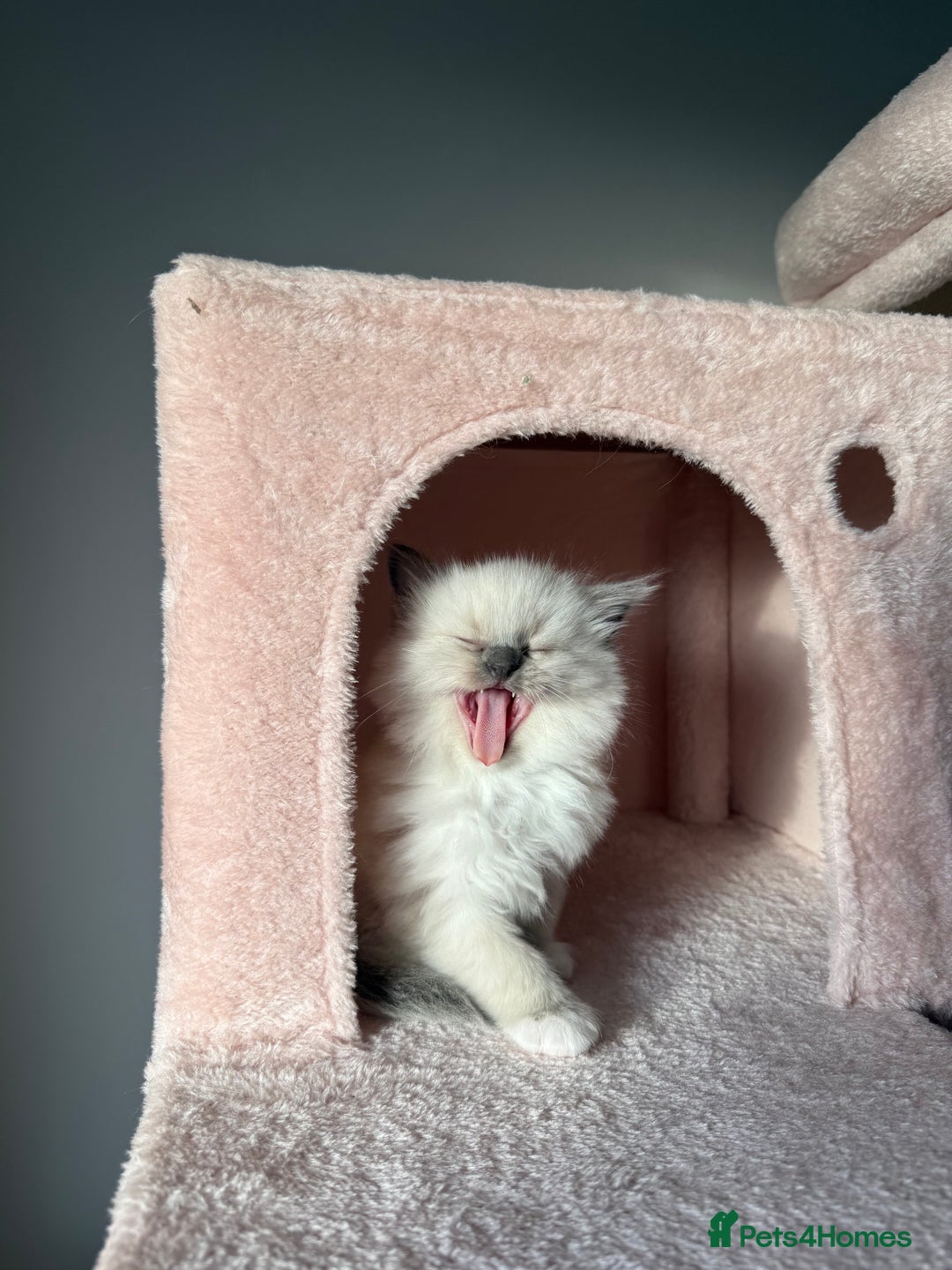 Ragdoll cats for sale: Purebred Ragdolls – Ready to Reserve Now 🍼 - Advert 8