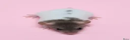 Rat rodents for sale: Fancy rats, fancy mice and harvest mice - Advert 6