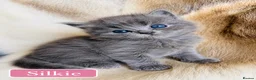 Mixed Breed cats for sale: Beautiful Pedigree line Ragdoll Blue Lynx kittens - Advert 34