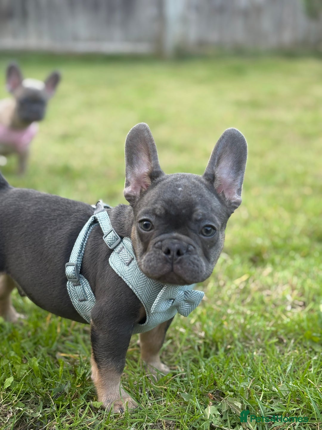 French Bulldog dogs for sale: Price reduced!Kc French bulldog last puppy - Image 24