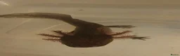 Axolotl reptiles for sale: Baby axolotls  - Advert 4