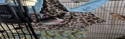 Rat rodents for sale: Coco is Ready for a Friend(s) - Advert 2