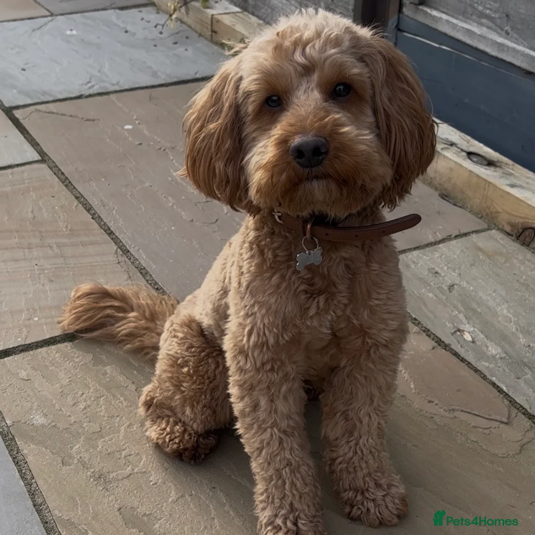 Cockapoo dogs for stud: PROVEN STUD - Red/Apricot F1B cockapoo in Bristol - Advert 2