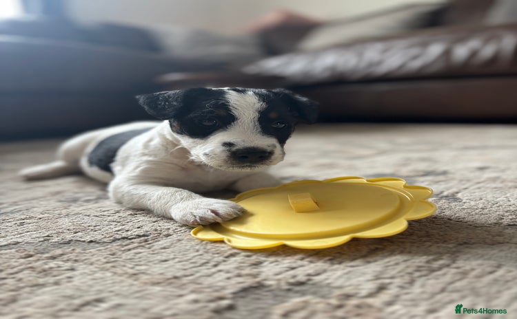 Parson Russell dogs - Advert 1