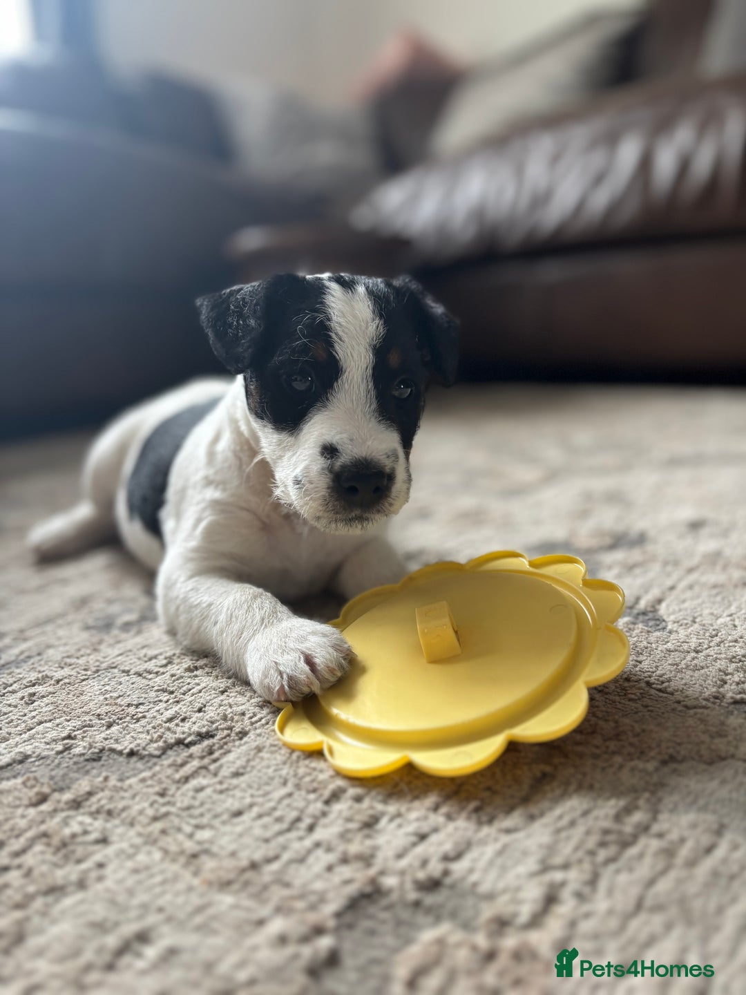 Parson Russell dogs for sale: Male Parson Russell  - Image 1