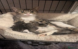 Mixed Breed cats for sale: 3 Kittens For Rehoming  - Image 7