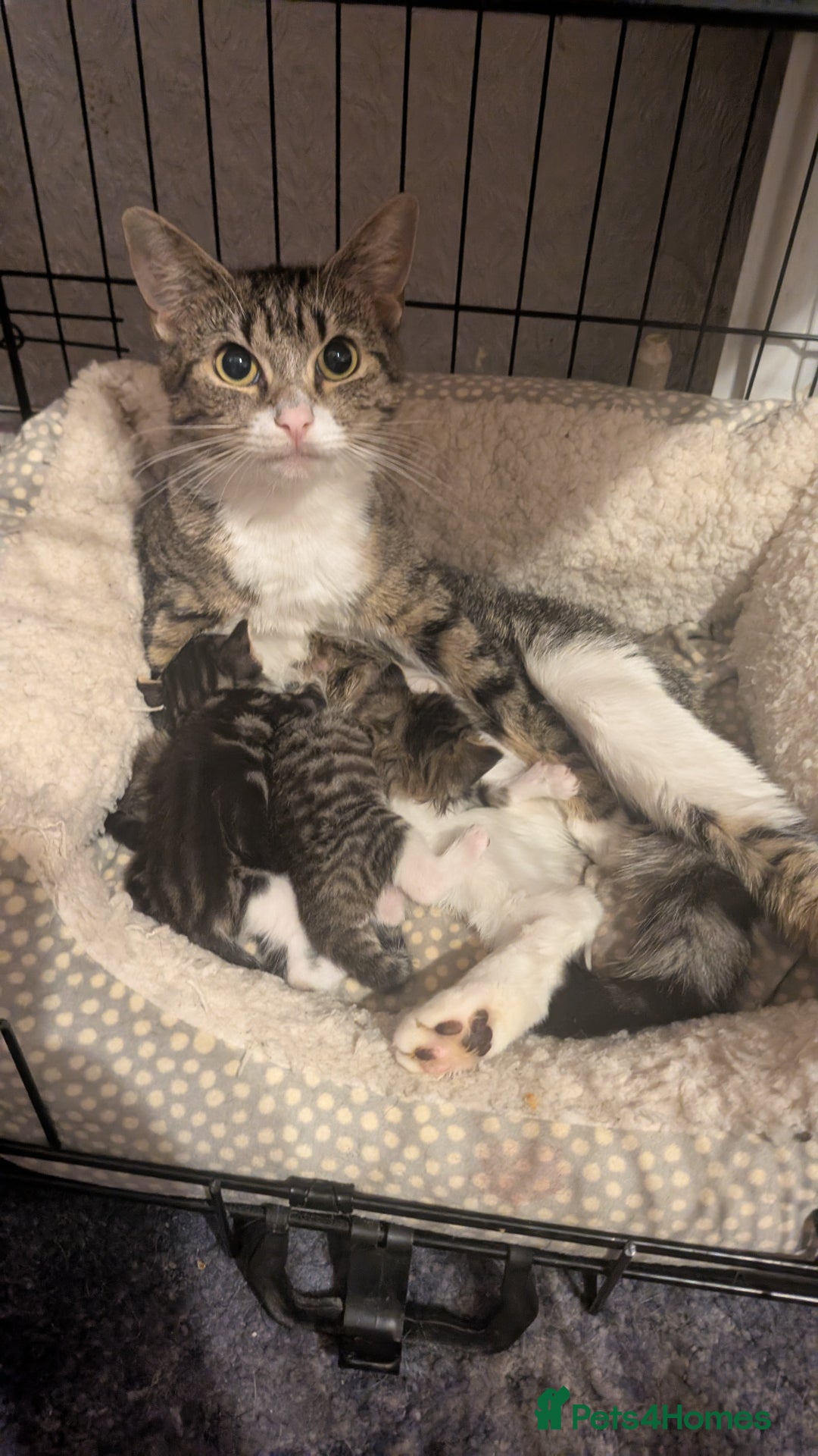 Mixed Breed cats for sale: 3 Kittens For Rehoming  - Image 7