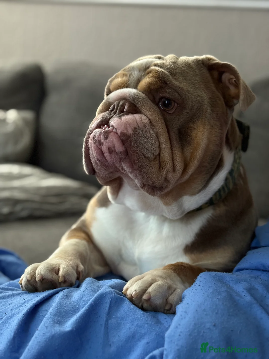 English Bulldog dogs for stud: English Bulldog Stud (Jackobullz Vinnie) in Andover - Advert 2