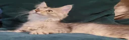 Maine Coon cats for sale: TICA Reg Maine Coon kittens ready now! - Advert 1